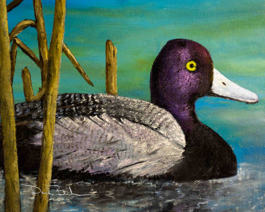 Purple headed Mallard - prints
