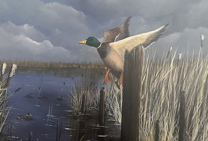 Flying Mallard - prints