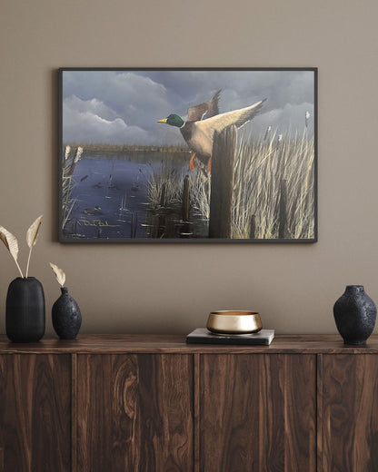 Flying Mallard - prints