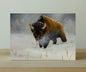 Kansas Bison - Canvas Print