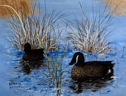 Blue Wing Teal Ducks - prints
