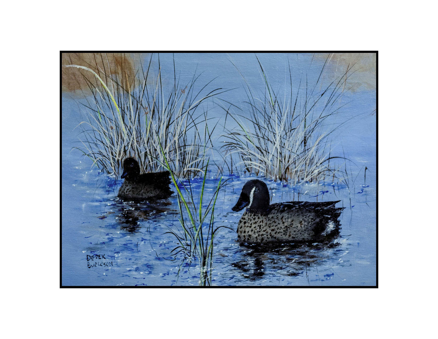 Blue Wing Teal Ducks - prints