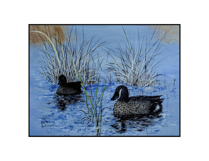 Blue Wing Teal Ducks - prints