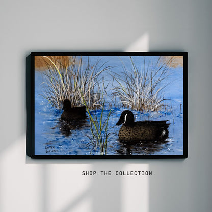 Blue Winged Teal Ducks - Canvas Print